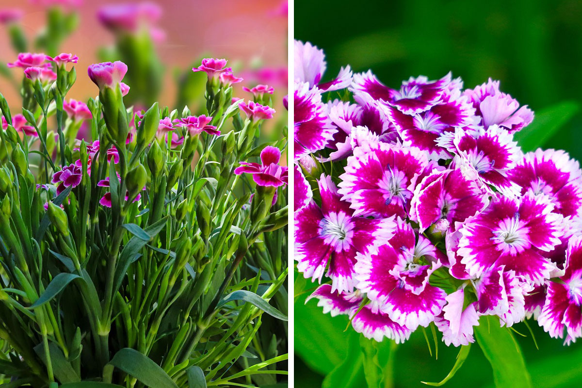 Dianthus Caryophyllus Flower Seeds - Rose Mix For Easy Planting