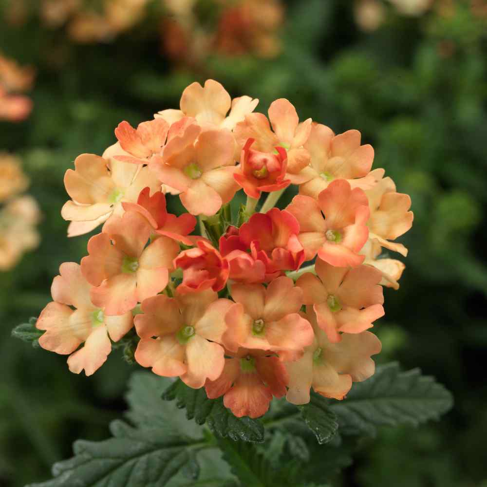 Verbena Flower Seeds Planting Light Orange