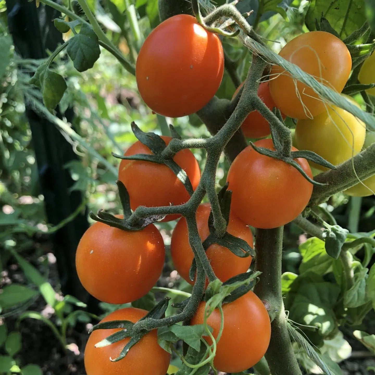 Sweet Orange Tomato Seeds For Planting - Savor The Deliciously And Juicy Tomatoes