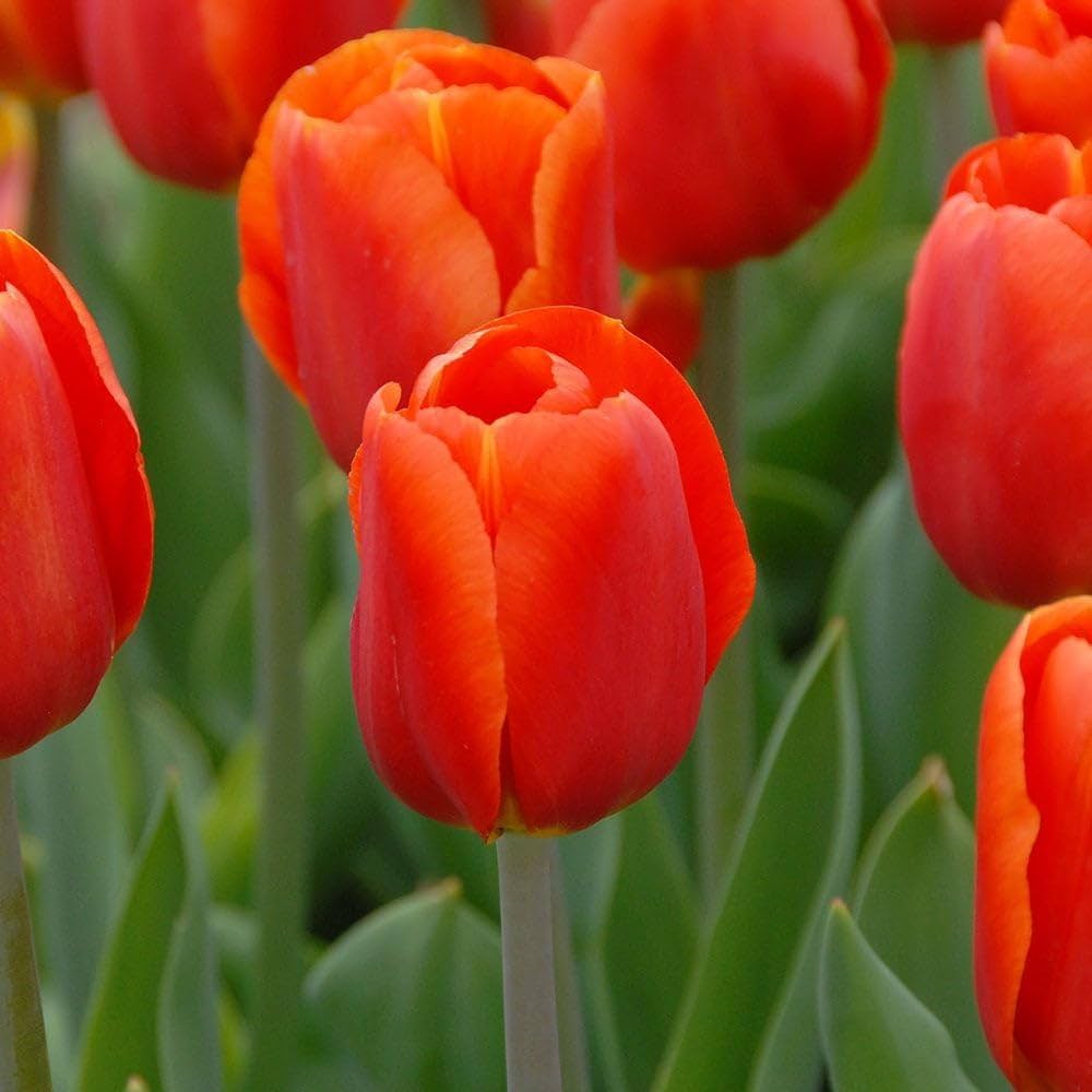 Orange Red Tulip Flower Seeds For Planting