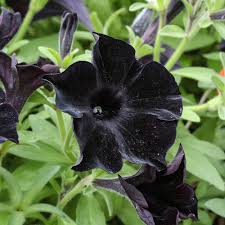 Black Velvet Petunia Flower Seeds For Planting