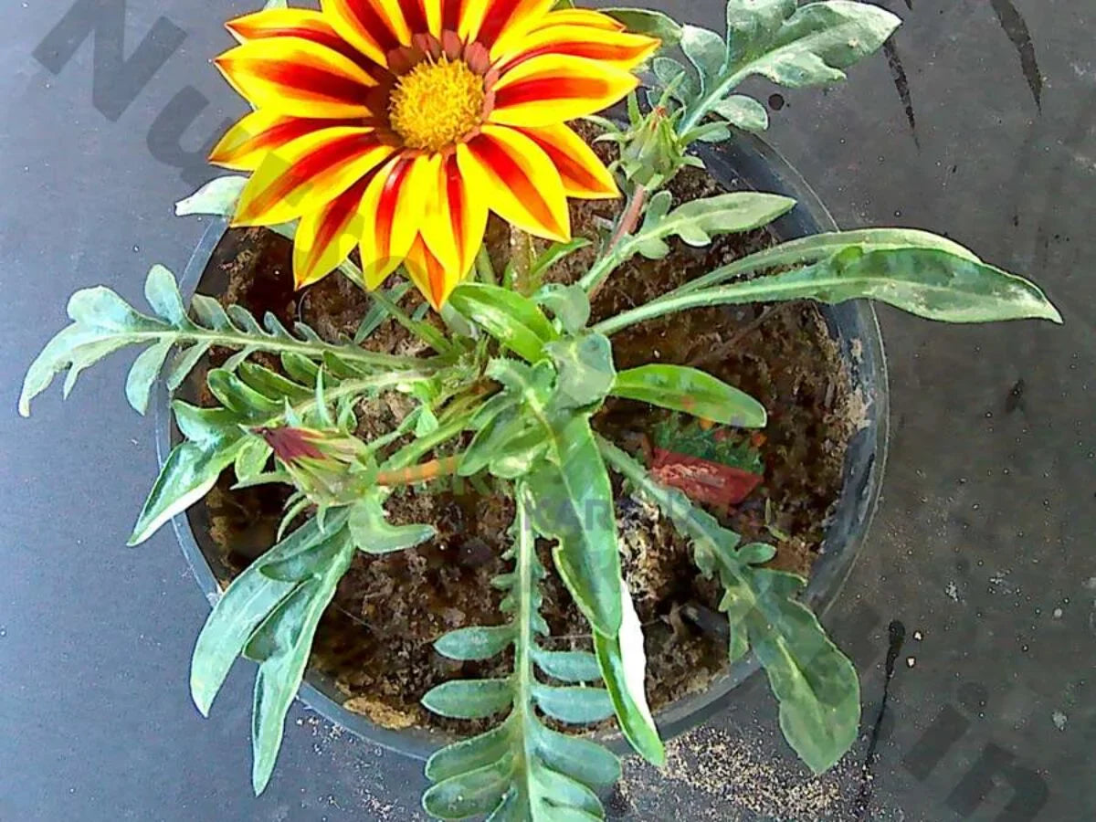 Gazania Flower Seeds - Yellow And Red For Vibrant Planting