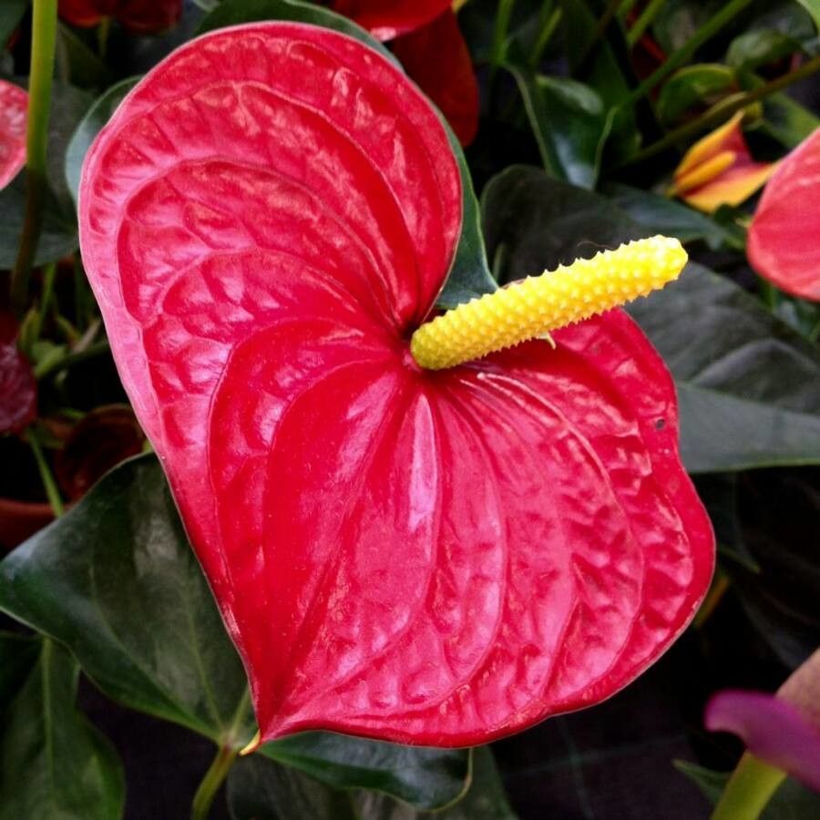 Anthurium Linden Araceae Seeds For Planting - Unique Blue & Red Flowers Perfect Indoor Outdoor