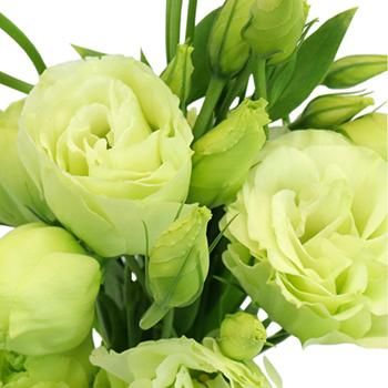 Unique Eustoma Flower Seeds For Planting: Create Sophisticated Green & White Floral Arrangements