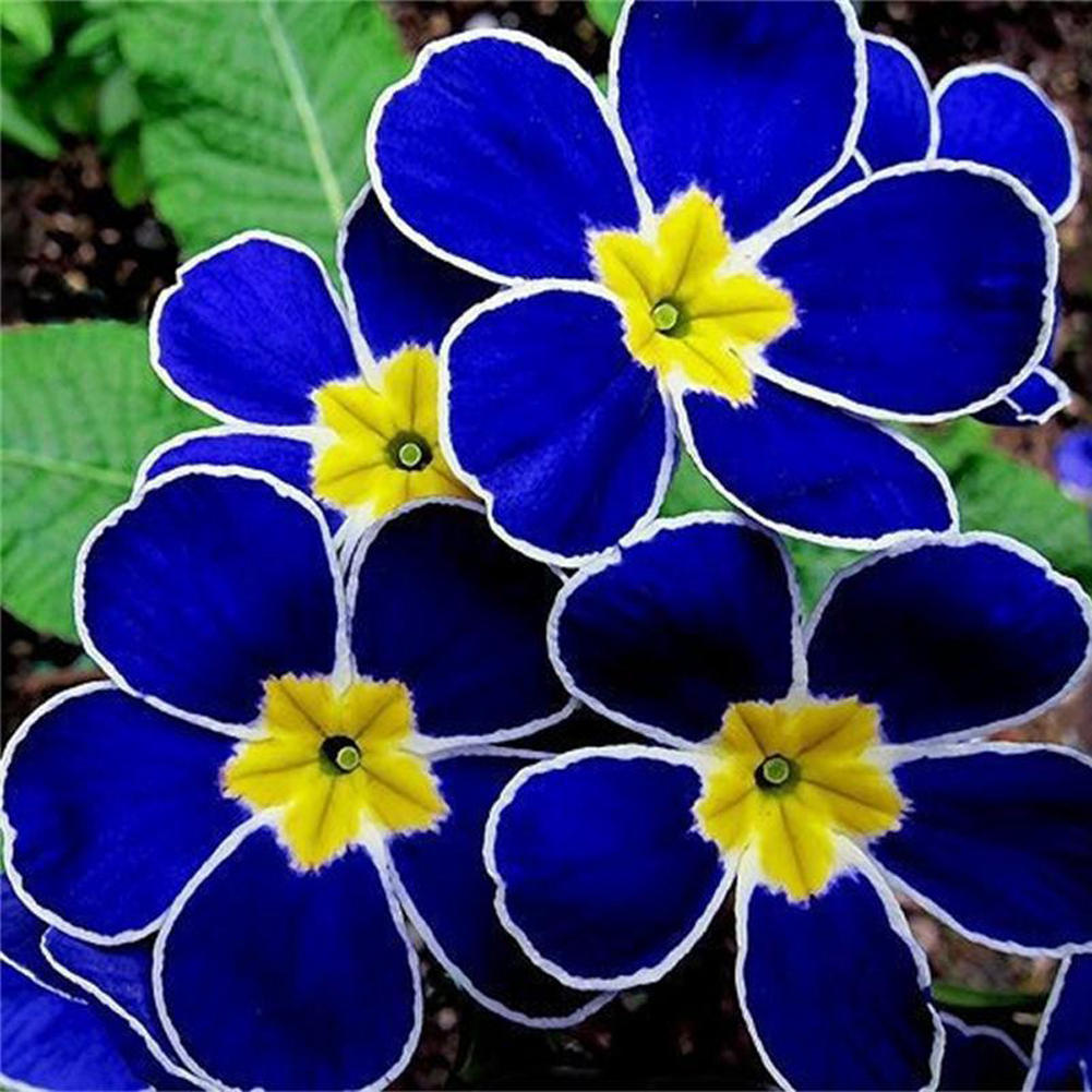 Blue Yellow Pansy Flower seeds for Planting - Seasonal Bloomer, Heirloom & GMO Free Seeds for Home Garden
 
 Sale seeds for planting in home garden