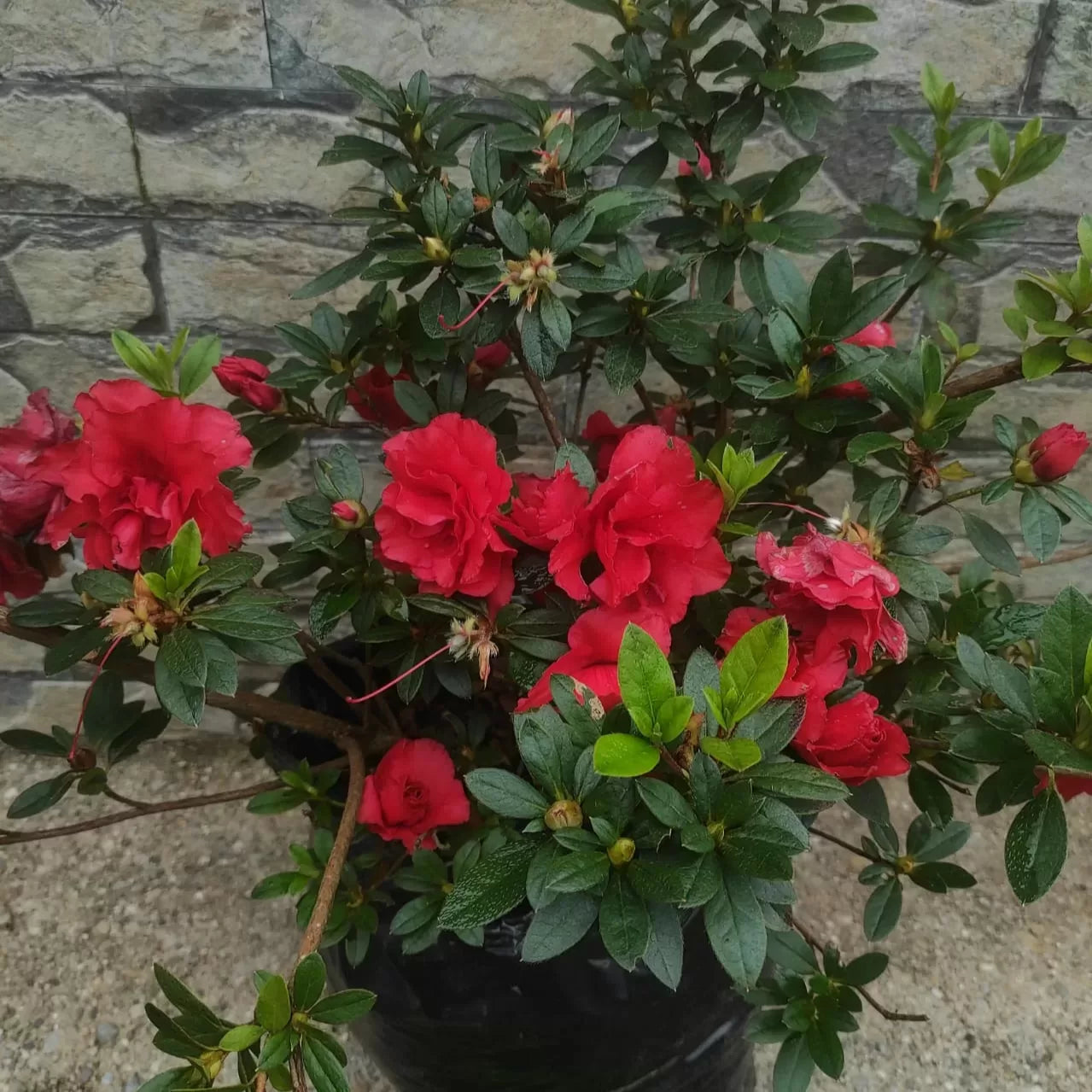 Premium Red Azalea Seeds For Planting Flower