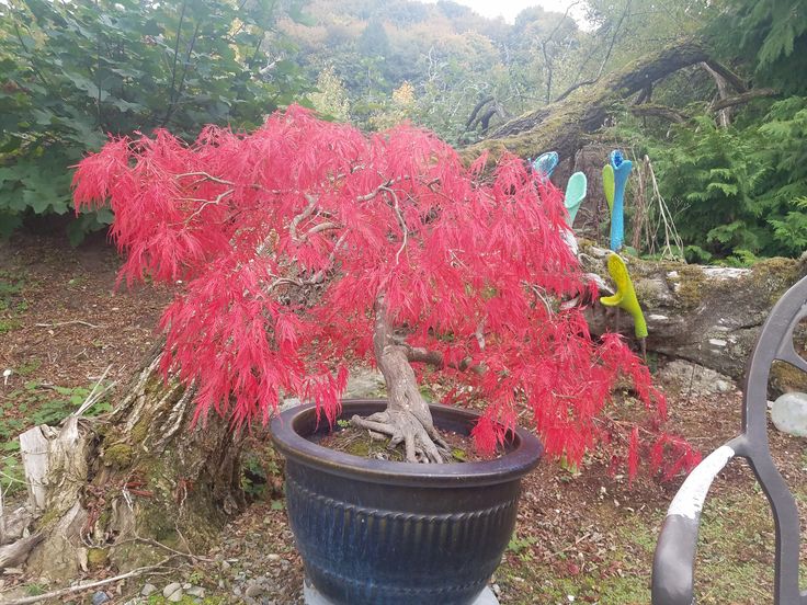 Red Laceleaf Tree Seeds Planting