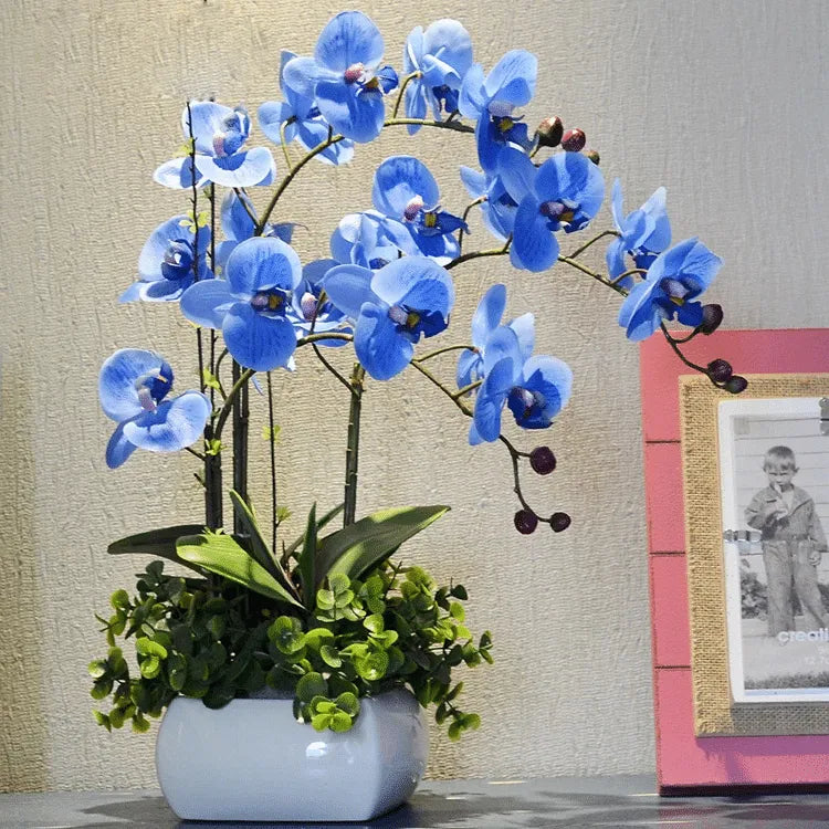 Butterfly Orchids Flower Seeds Sky Blue Planting