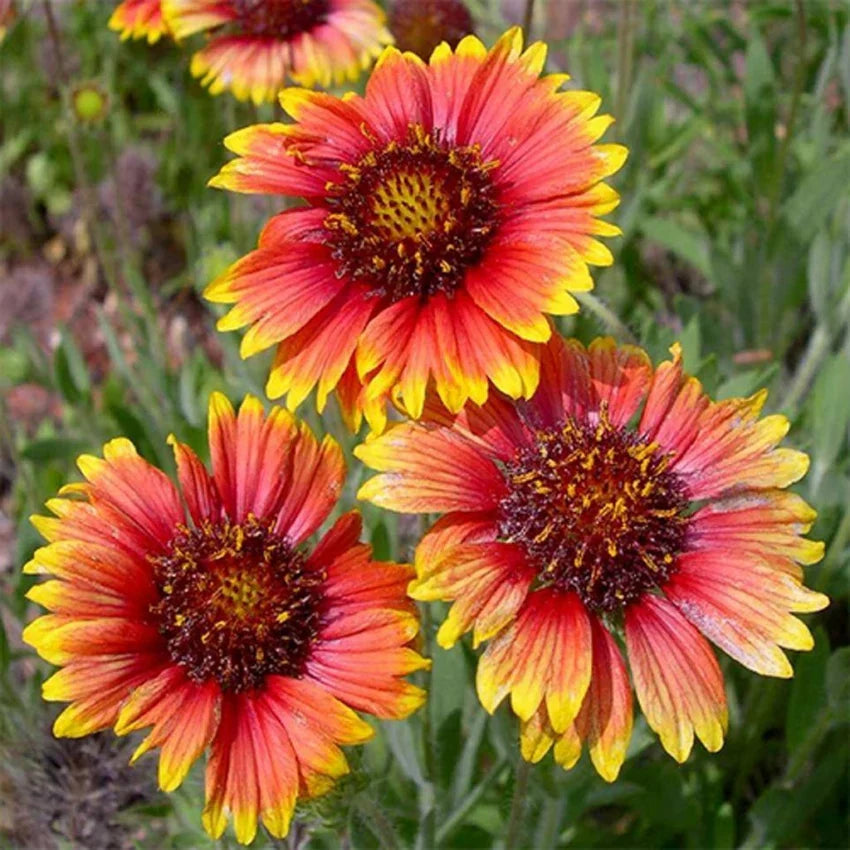 Yellow Red Aristata Flower seeds for Planting - Perfect for Borders, Heirloom & GMO Free Seeds for Home Garden
 
 Sale seeds for home garden