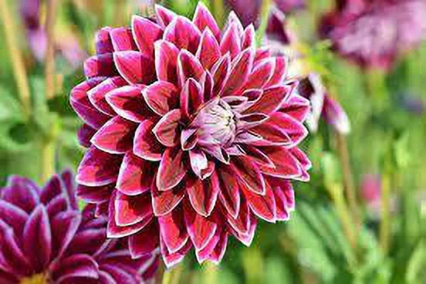 Zinnia (Zinnia Double) seeds for planting in home garden