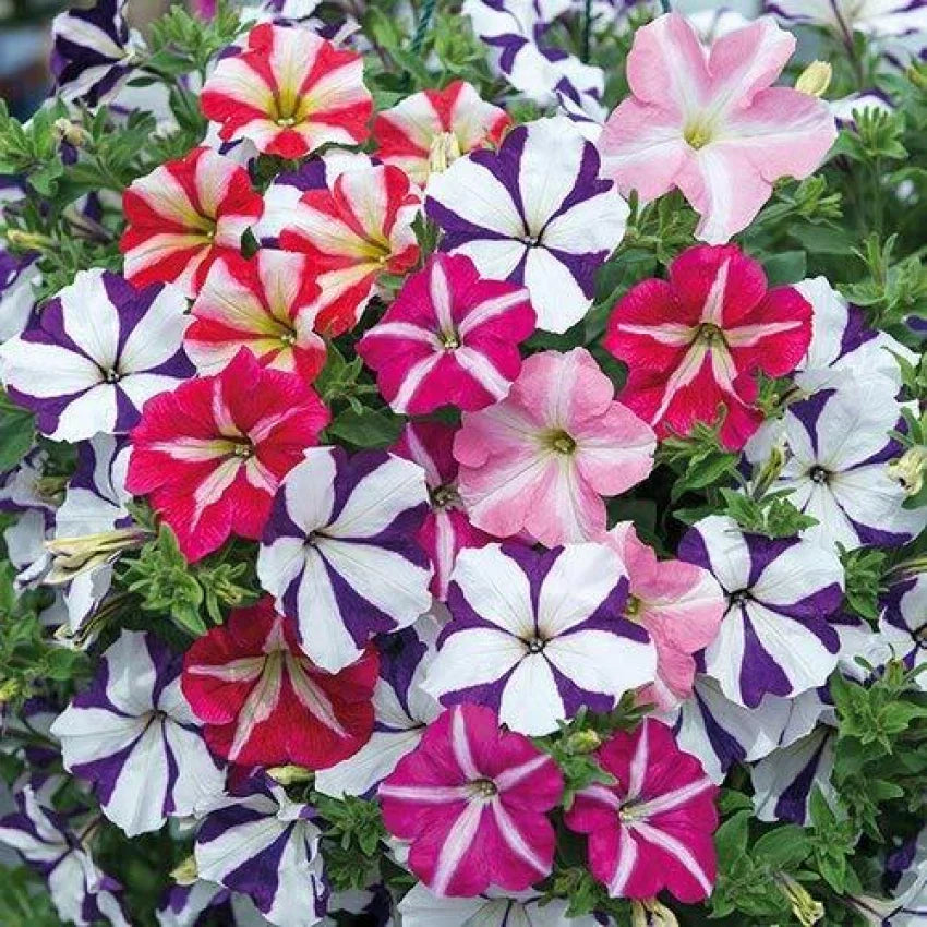 Elegant Petunia Flower Seeds For Planting: Pink & White Vibrant Gardens