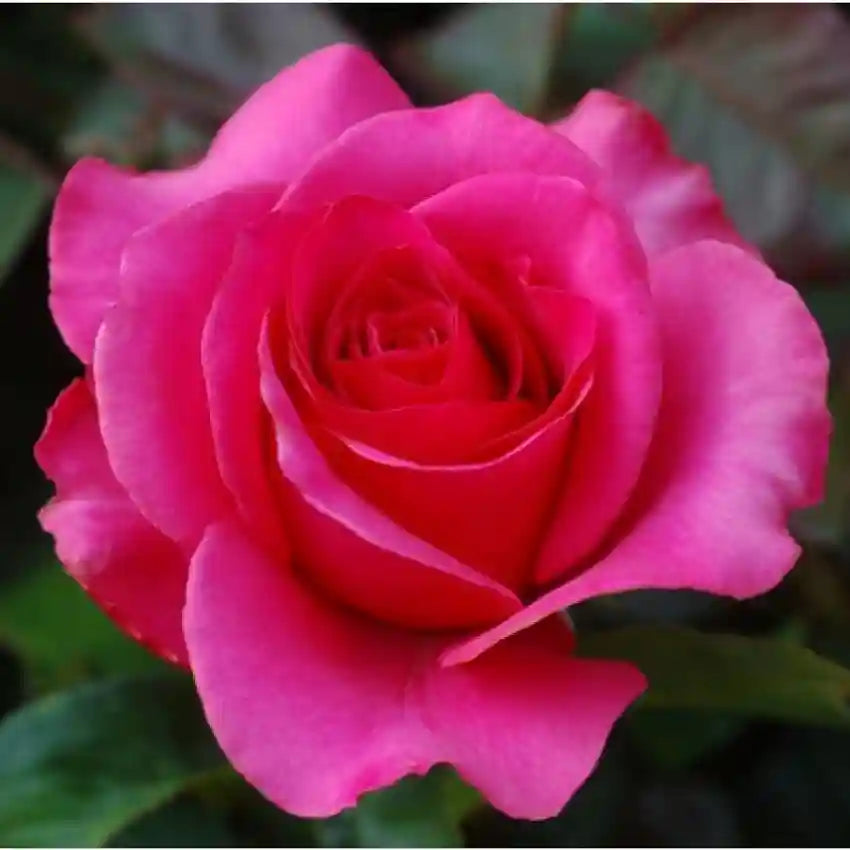 Red Pink Rose Flower seeds for Planting - Seasonal Bloomer, Heirloom & GMO Free Seeds for Home Garden
 
 Sale for planting in home garden