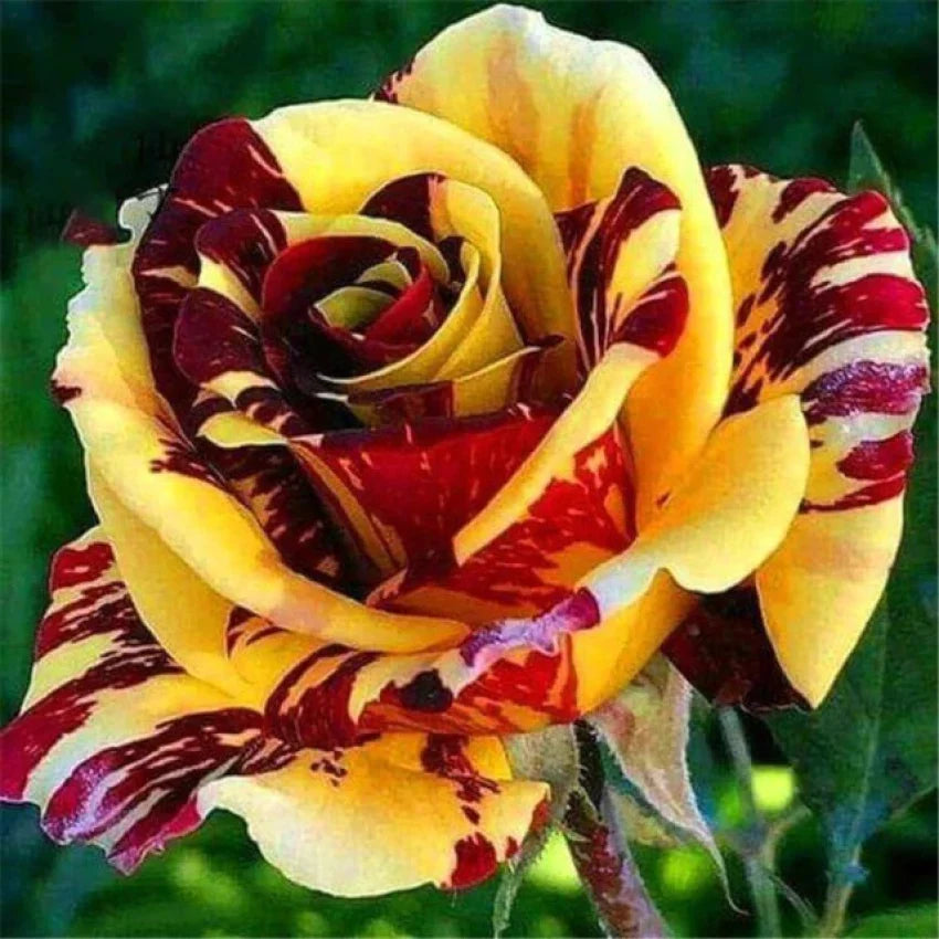 Rose Flower Seed For Planting Red Yellow