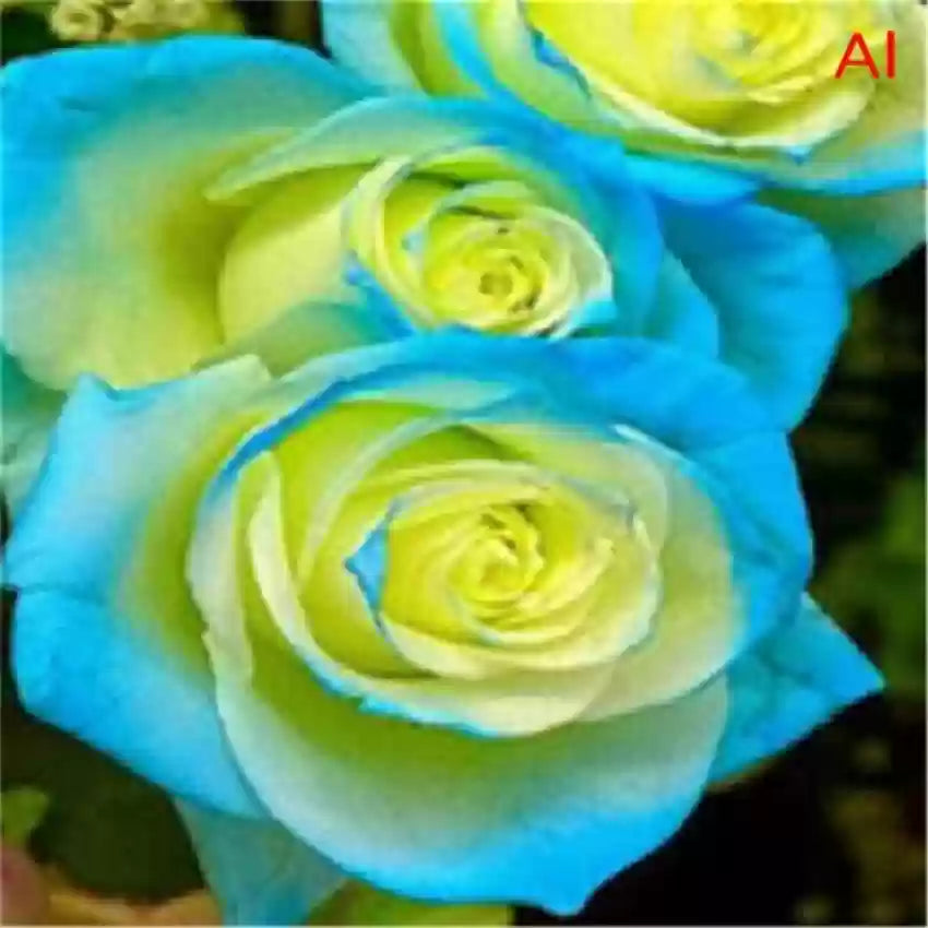 Sky Blue Green Rose Flower Seeds For Planting