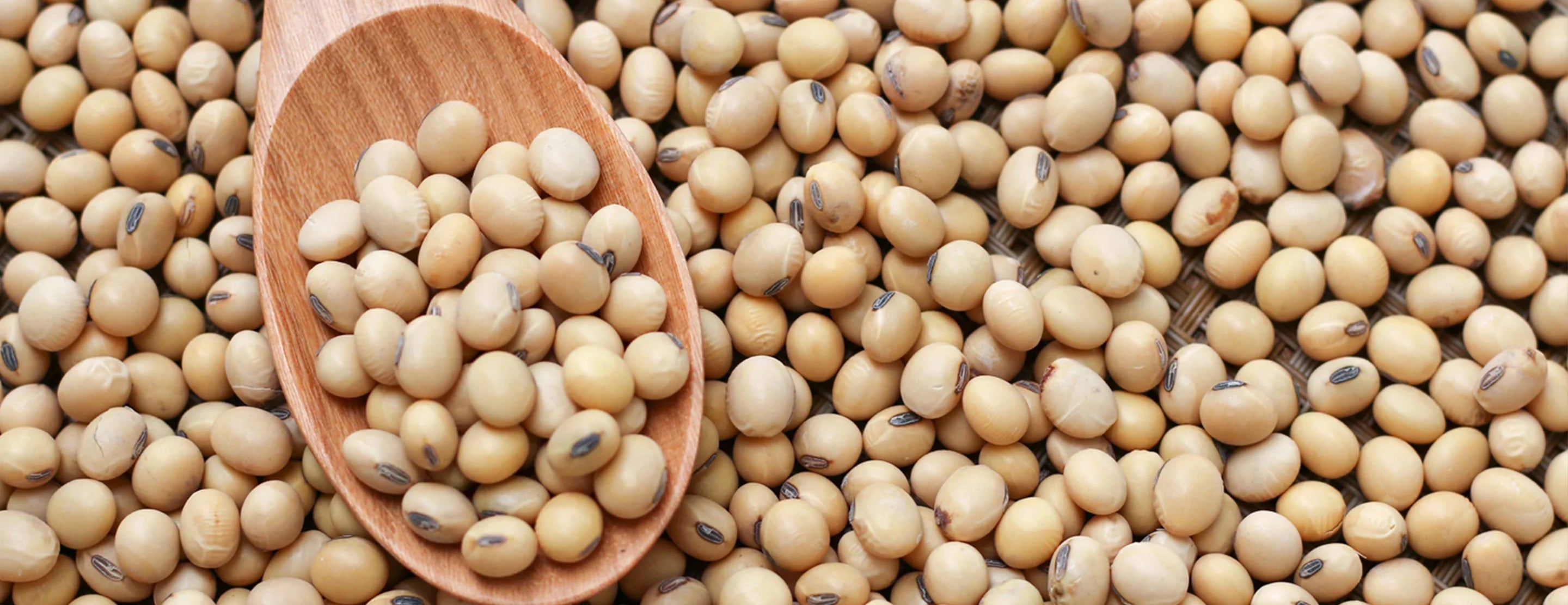 Protein-Rich Soybean Seeds For Planting Vegetable Seeds