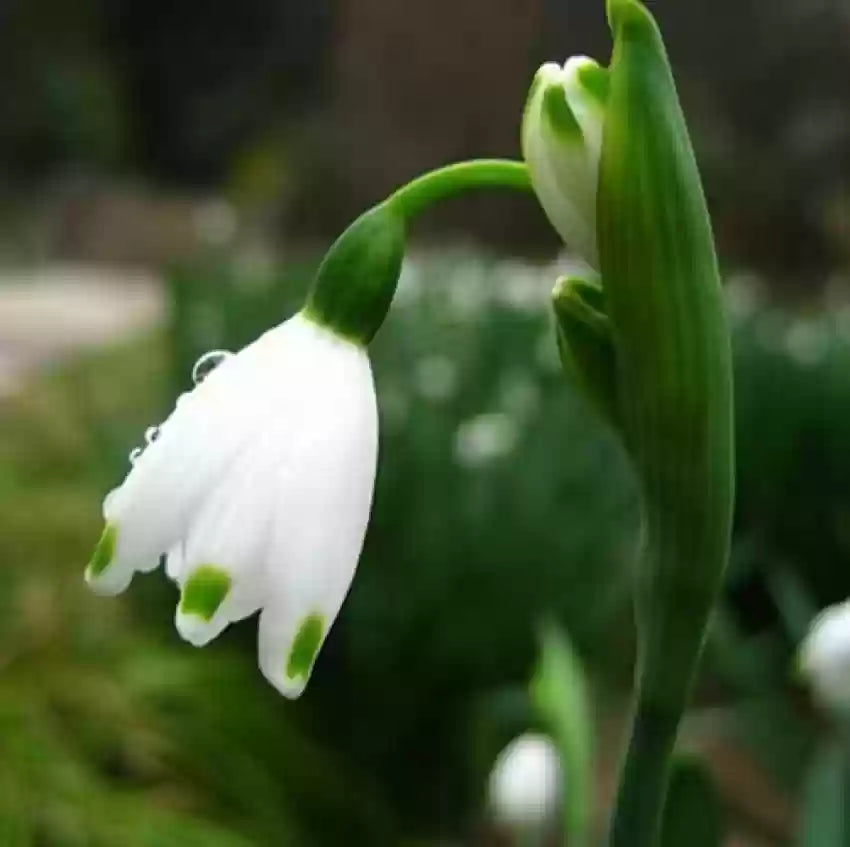 White Galanthus Nivalis Flower seeds for Planting - Pollinator Friendly, Heirloom & GMO Free Seeds for Home Garden
 
 Sale seeds for home garden