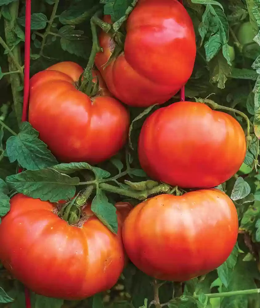 Big Huge Tomato Seeds For Planting Red - Grow Large Tomatoes