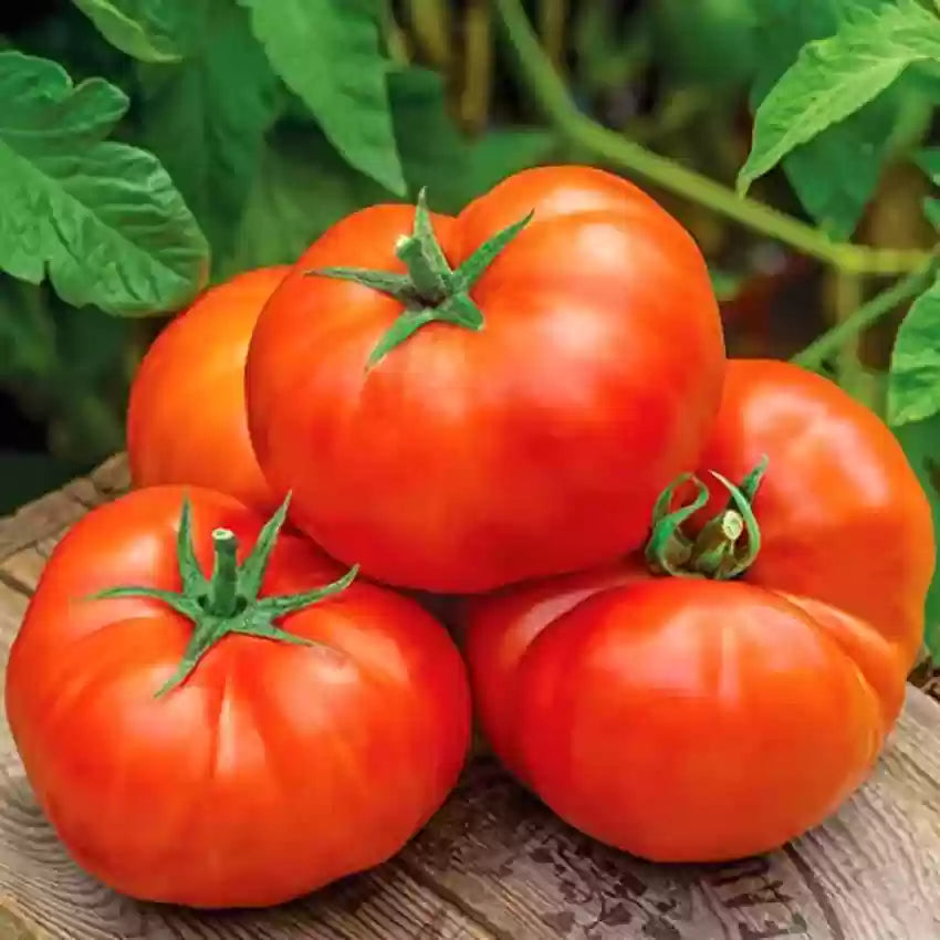 Big Huge Tomato Seeds For Planting Red - Grow Large Tomatoes