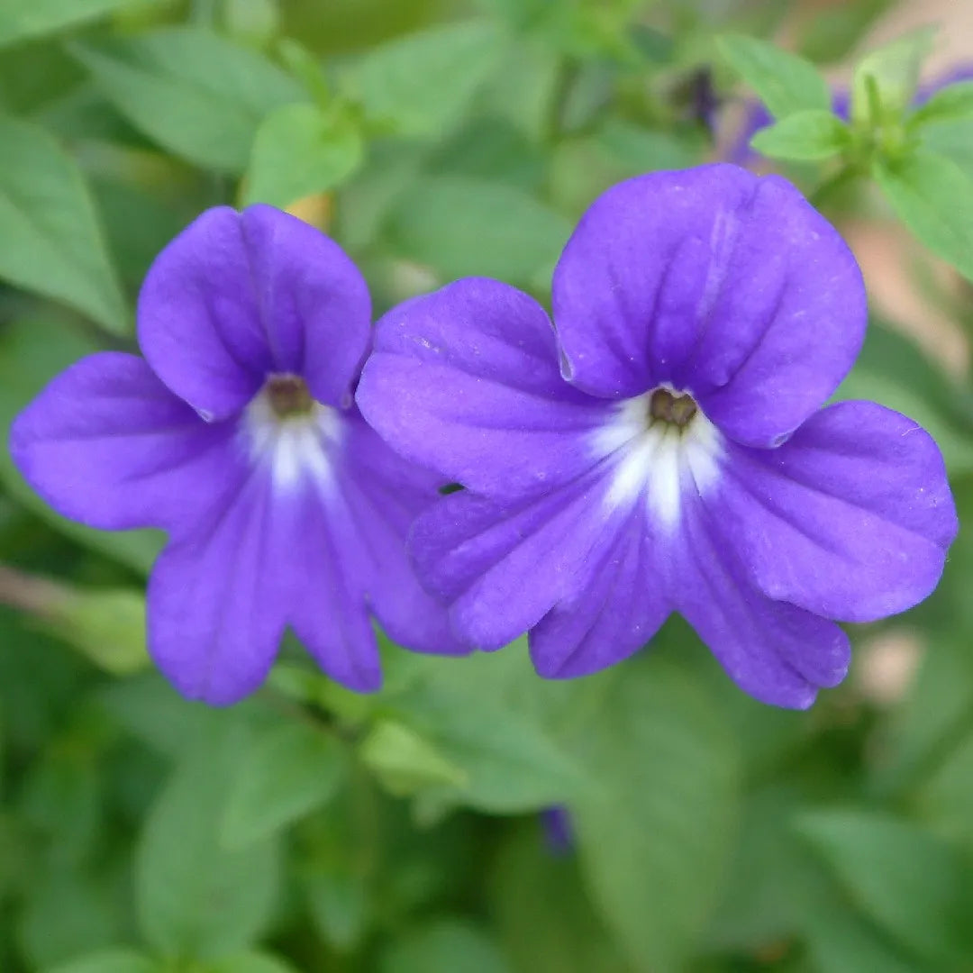 Violet Browallia Flower Seeds For Vibrant Garden Planting And Colorful Floral Displays