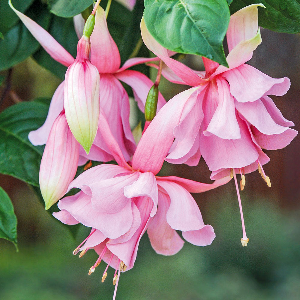 Fuchsia Flower Seeds For Planting Pink Blooms - Perfect A Vibrant Garden