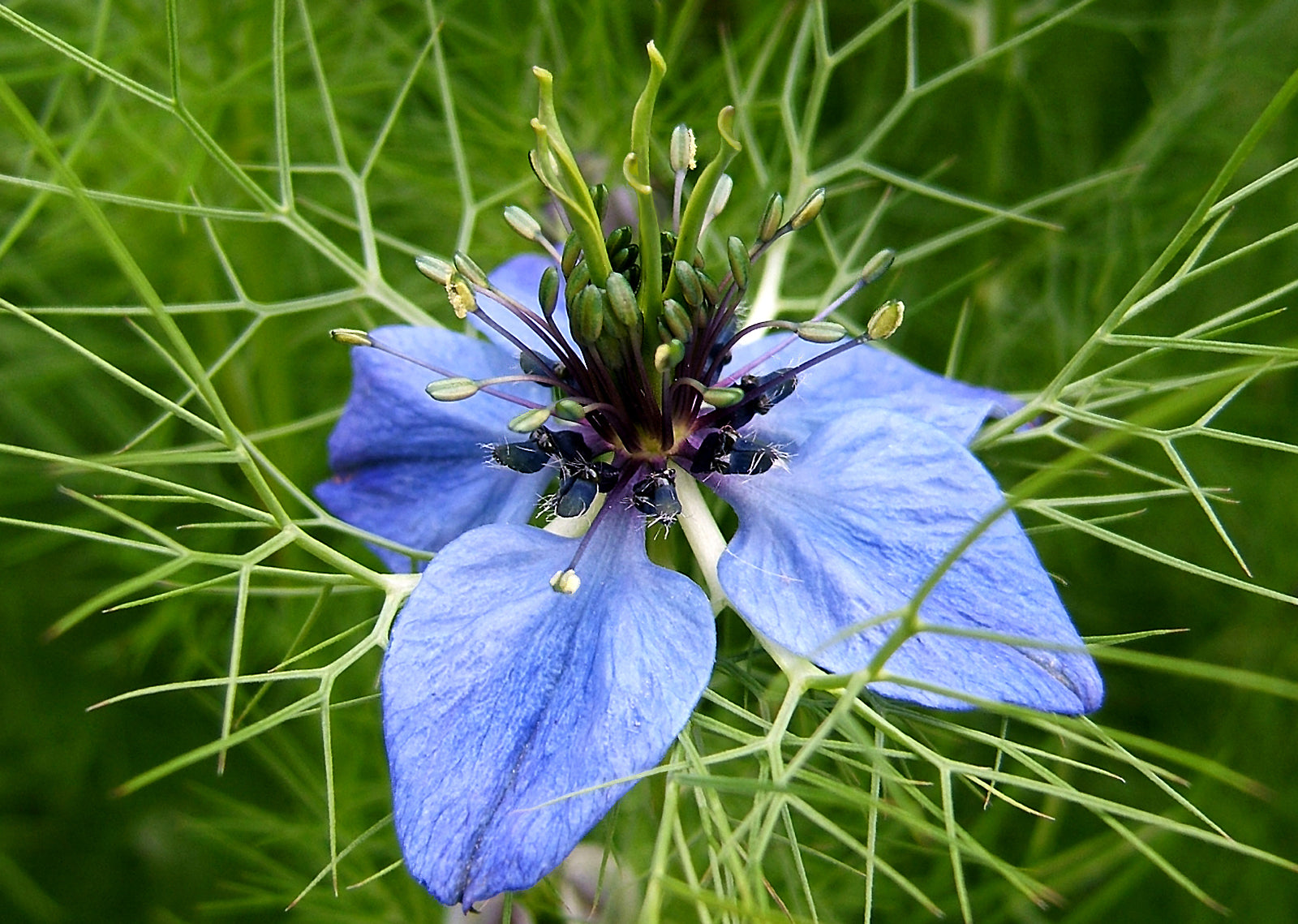 Nigella Damascena Planting Flower Seeds For Whimsy