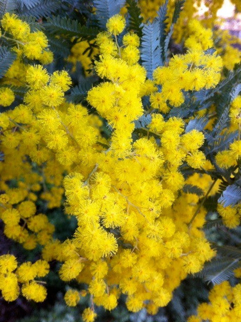 Acacia Baileyana Flower seeds for Planting Bright Blooms Heirloom & GMO Free Seeds for Home Garden 
 
 Sale seeds for home garden planting