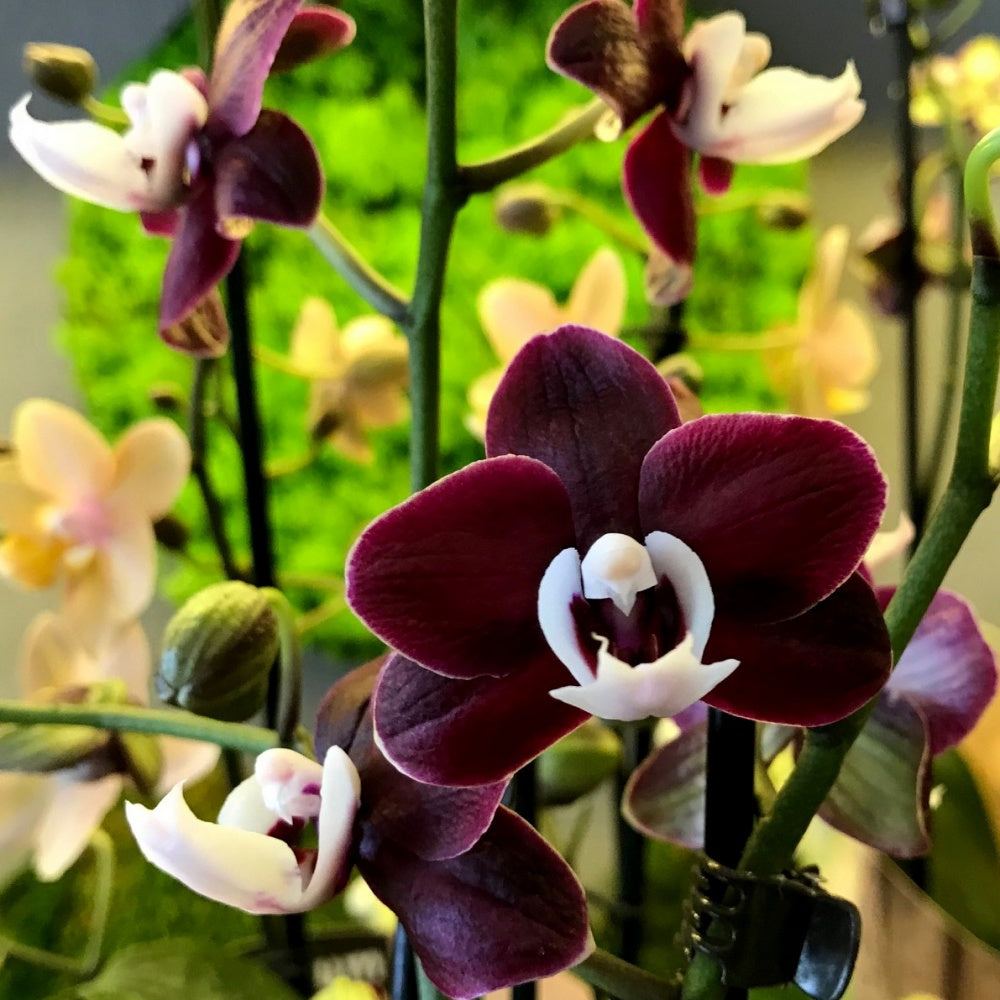 Chocolate Phalaenopsis Orchid Flower seeds for Planting - Perfect for Borders, Heirloom & GMO Free Seeds for Home Garden
 
 Sale for planting in home garden