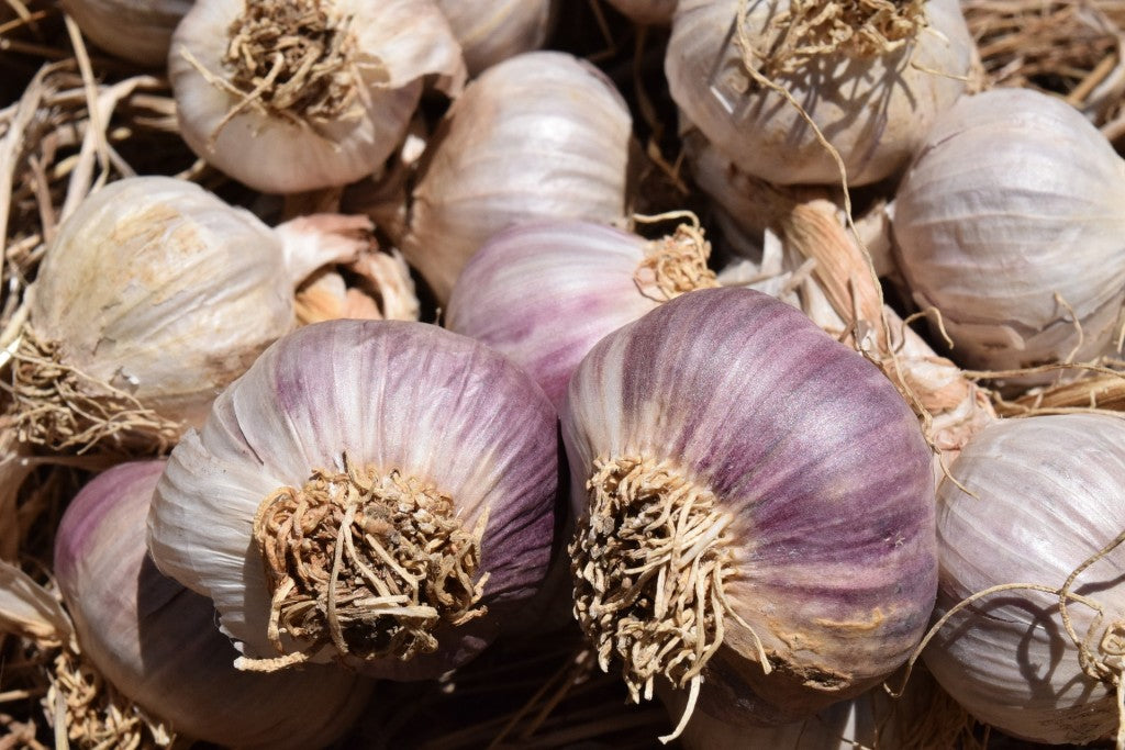 Vibrant Garlic Vegetable Seeds For Planting: Perfect Colorful Gardens Seeds