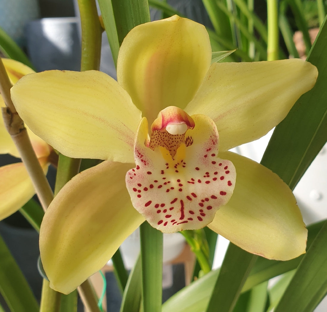 Heirloom (Heirloom Cymbidium) seeds for planting in home garden