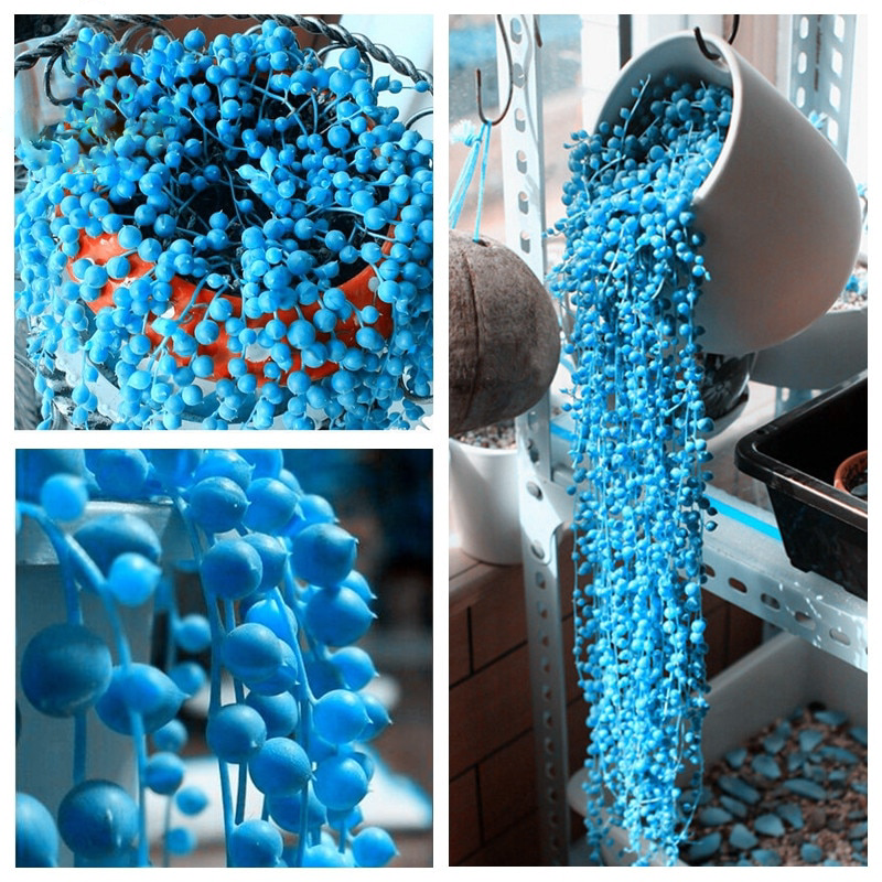 Pearl (Pearl Chlorophytum) seeds for planting in home garden