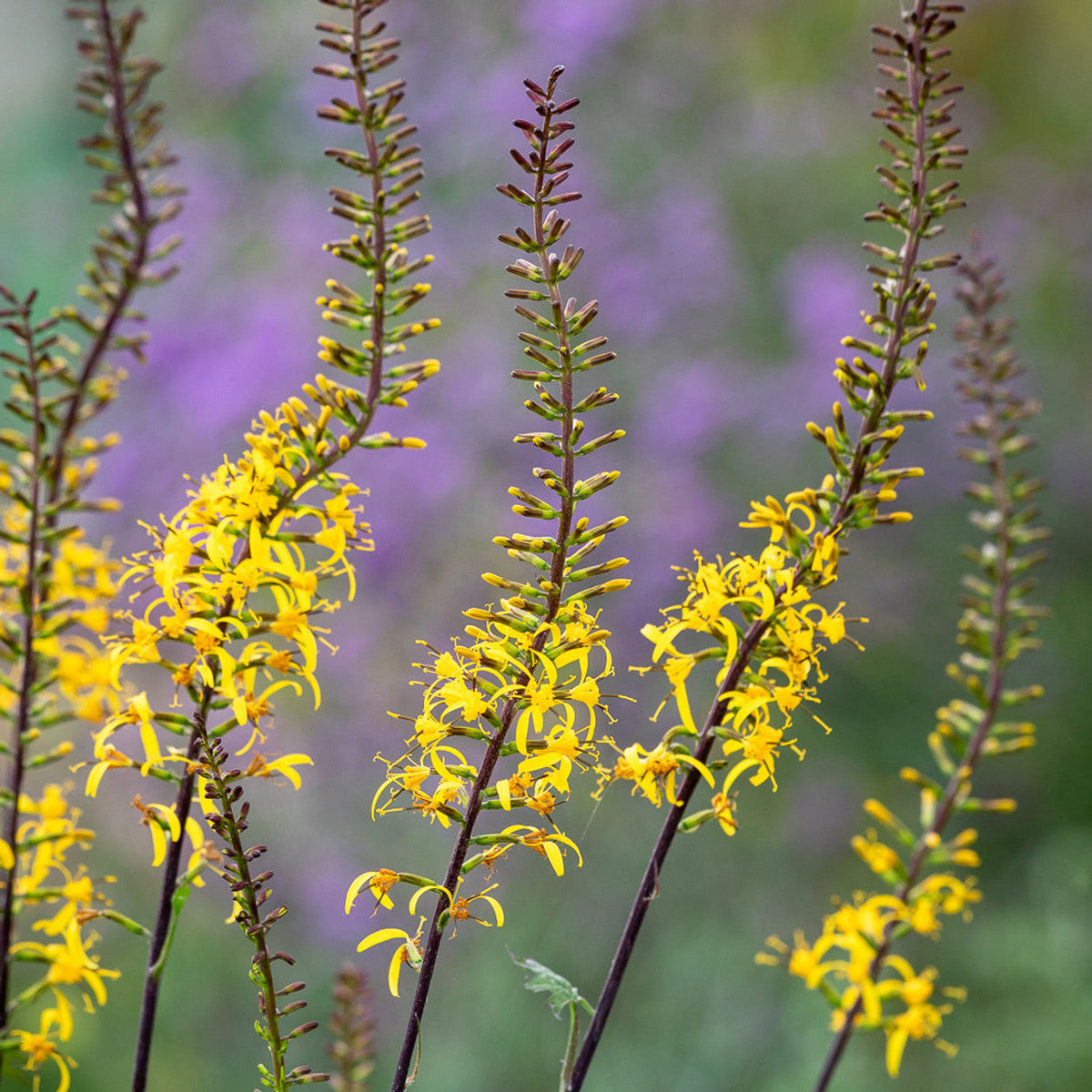 Ligularia (Ligularia Przewalskii) seeds for planting in home garden
