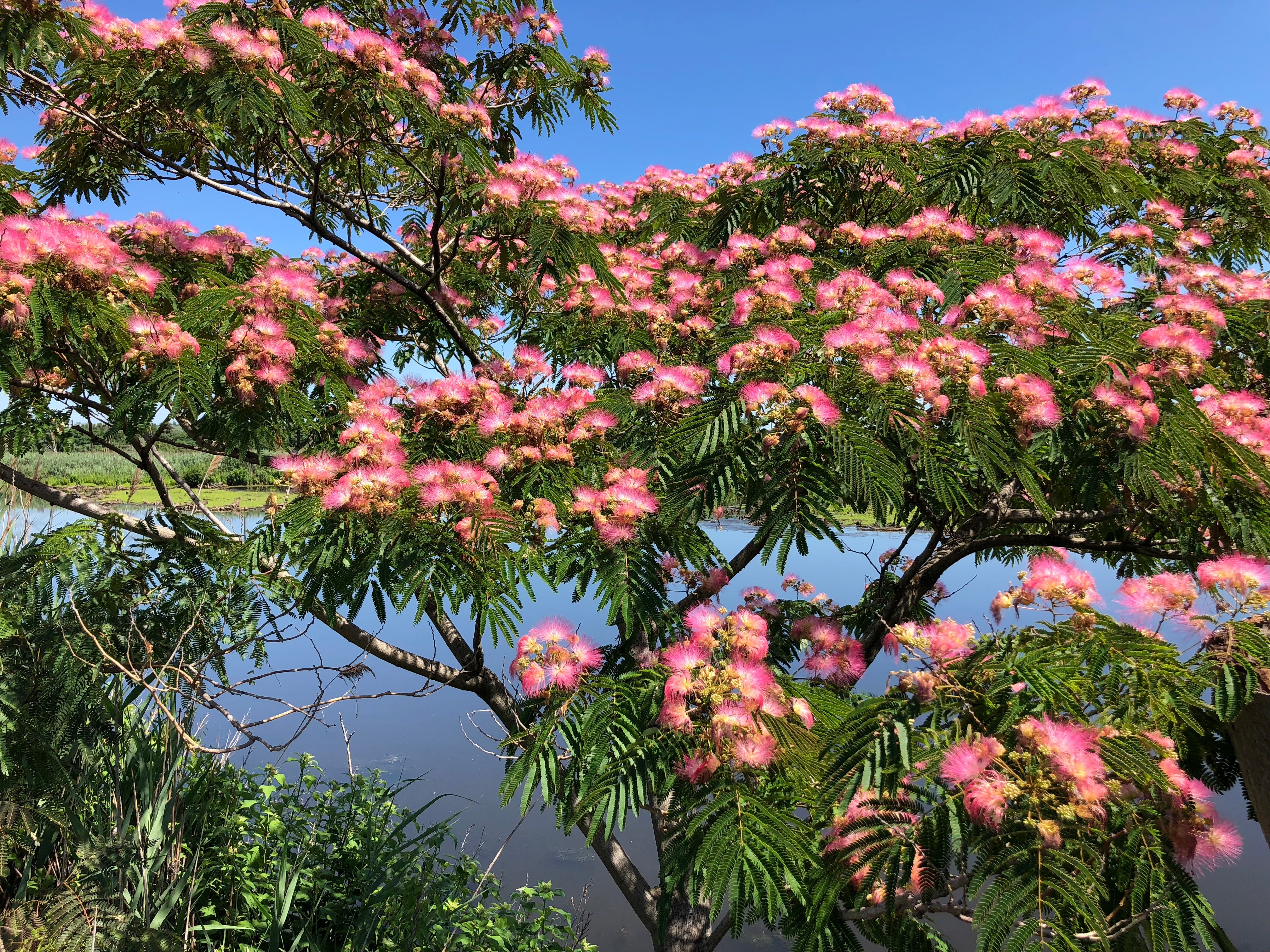 Albizia Julibrissin Seeds For Planting: Silk Tree Variety Flower