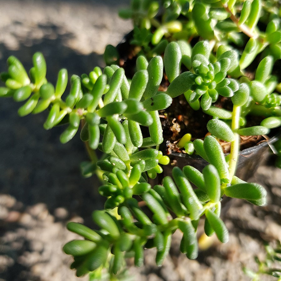 Green Sedum Album Flower seeds for Planting - Shade Tolerant, Heirloom & GMO Free Seeds for Home Garden
 
 Sale for planting in home garden
