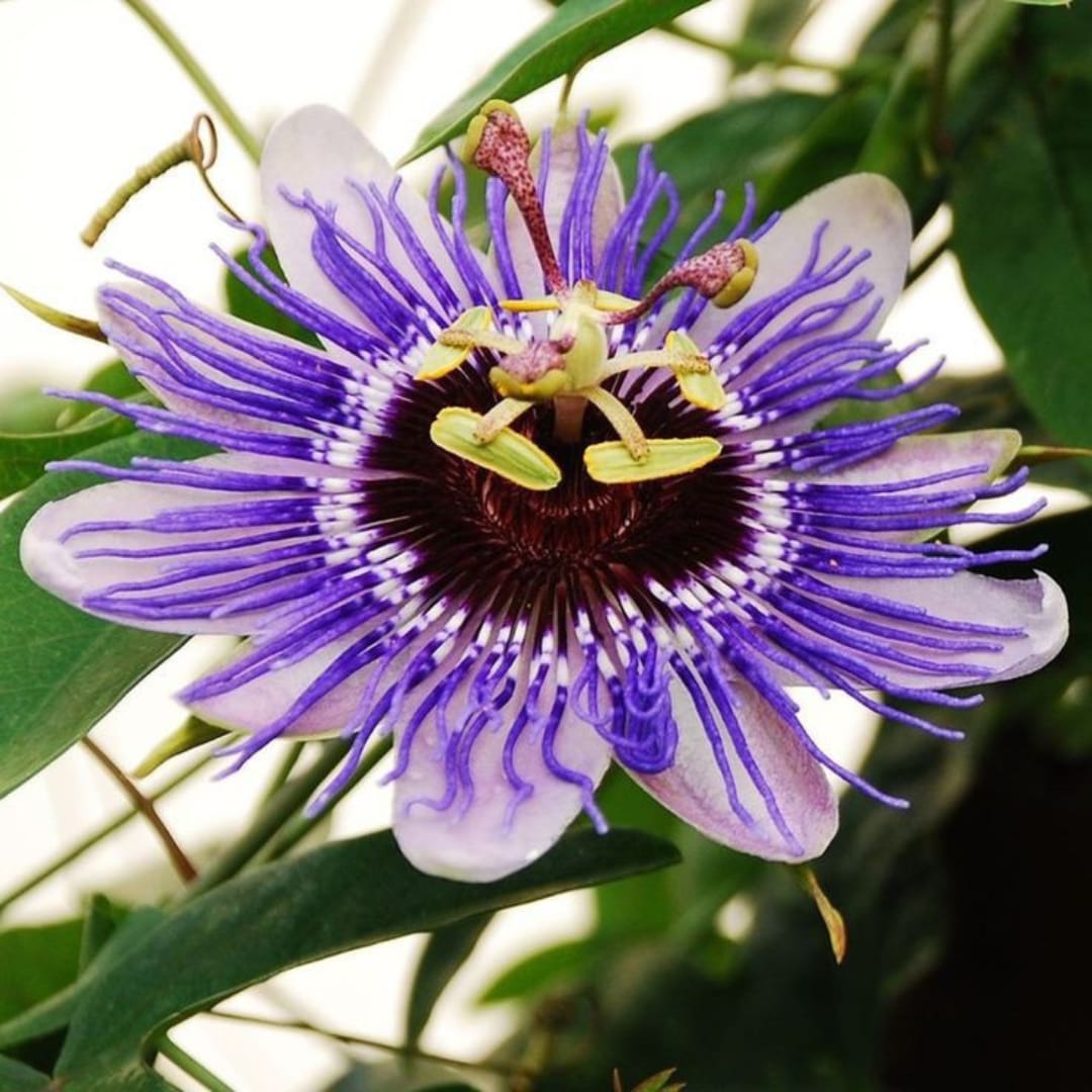 Passion Flower Seeds For Planting: Grow Unique Purple Blooms