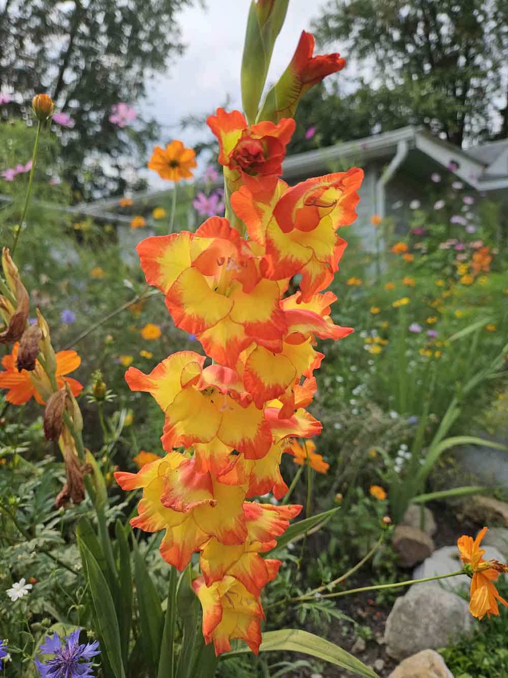 Yellow Orange Gladiolus Planting Seeds Flower