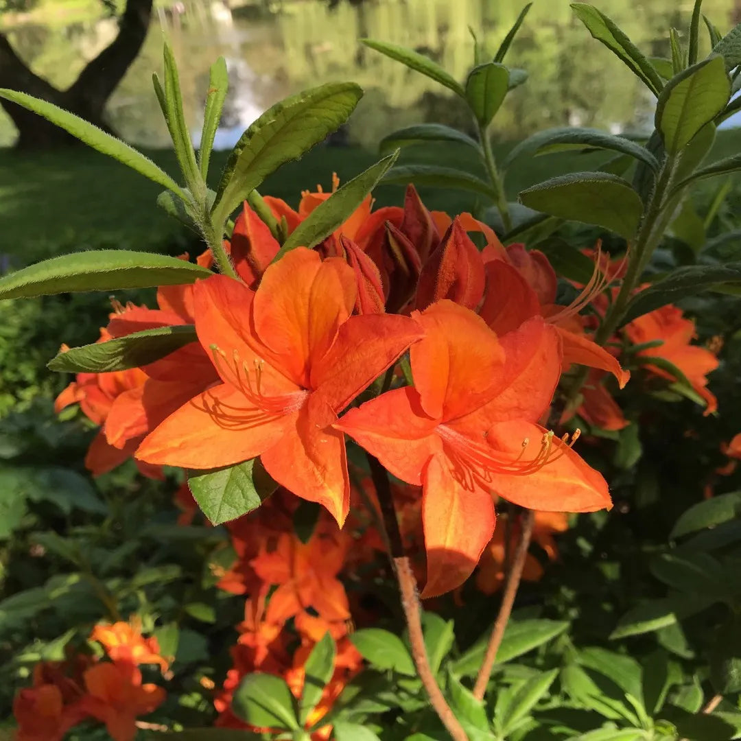 Rhododendron Orange Seeds For Planting Flower