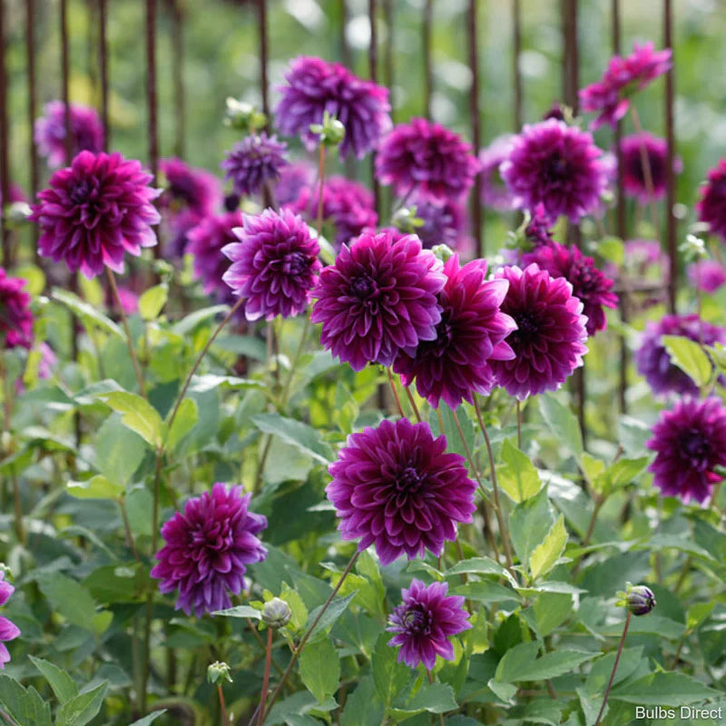 Purple Red Dahlia Seeds For Planting - Transform Your Space With Stunning Blooms