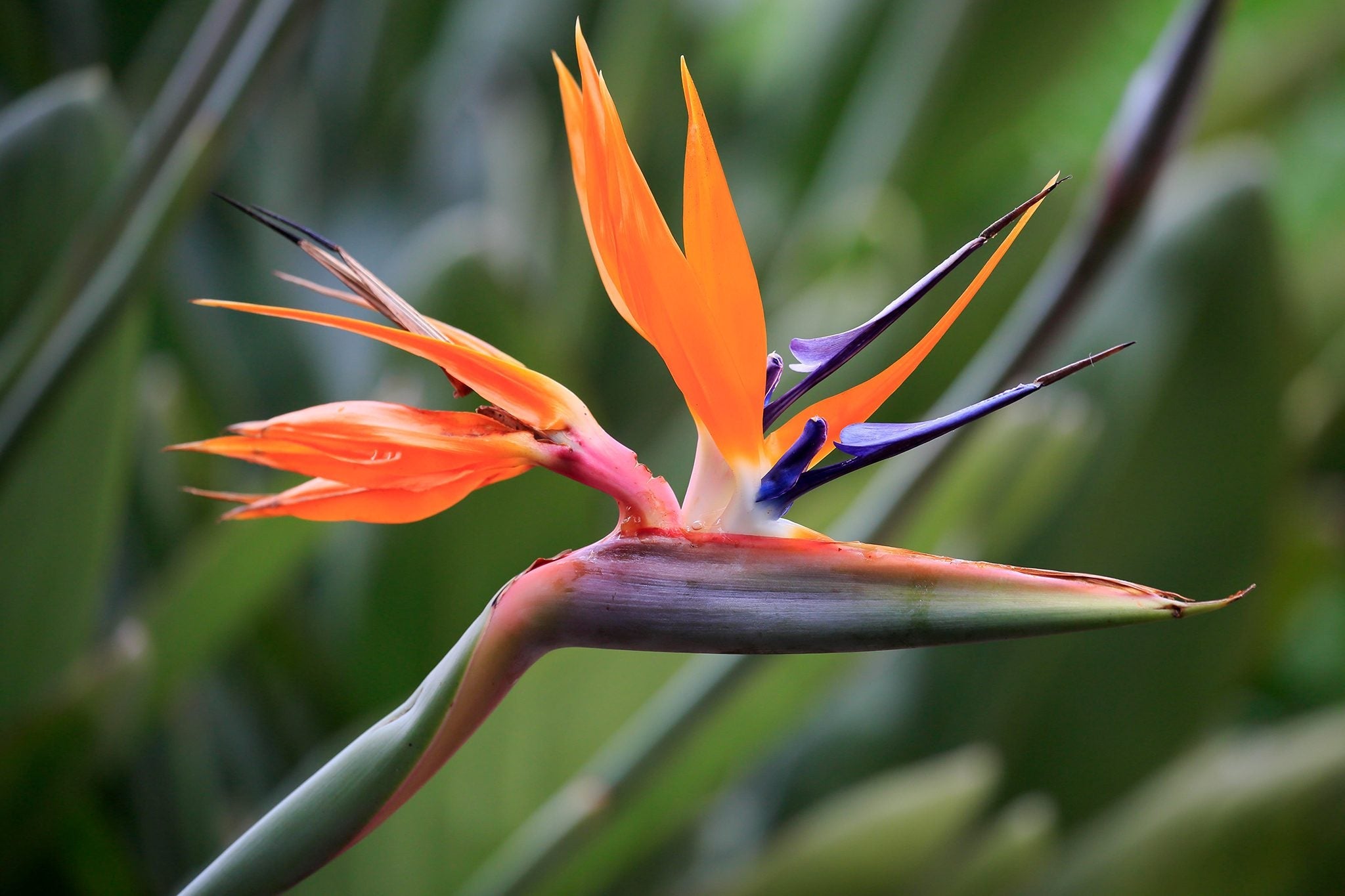 Strelitzia Reginae Plant Seeds Planting Orange Blue Flower