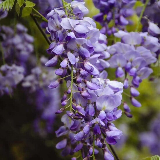 Wisteria Tree Cultivation For Stunning Blooms - Seed Vibrant Landscaping Flower Seeds