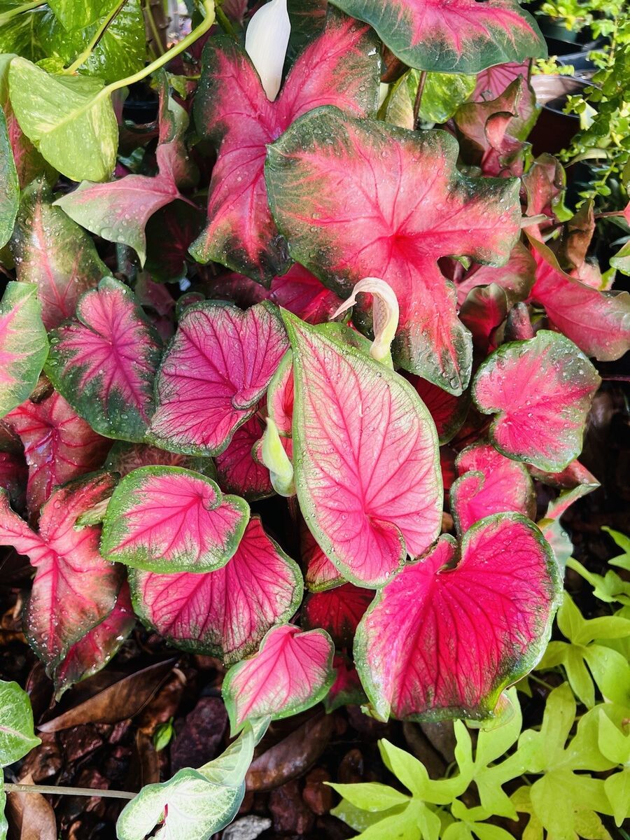 Caladium Bicolor Deep Pink Seeds For Planting - Vibrant Foliage Your Garden