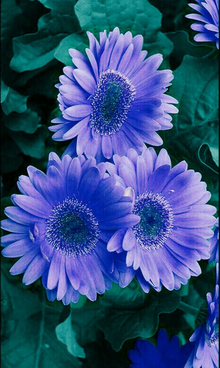 Blue Gerbera Daisy Seeds For Planting | Vibrant Blooms Your Garden Flower