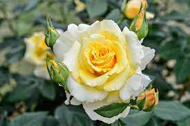 Yellow And White Rose Seeds For Beautiful Planting Flower