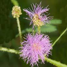 Schrankia Uncinata Seeds For Easy Planting