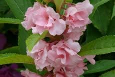 Pale Pink Balsam Camellia Flower seeds for Planting - Cottage Garden Essential, Heirloom & GMO Free Seeds for Home Garden
 
 Sale for planting in home garden.