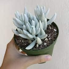 Grey Sedum Succulent Seeds For Easy Planting Plant Seeds