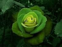 Pink Neriifolia Flower Seeds for Planting Hardy Variety Heirloom & GMO Free Seeds for Home Garden
 
 Sale for planting in home garden