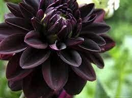 Planting Black Dahlia Flower Seeds