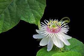 Passion Flower seeds for Planting - Seasonal Bloomer, Heirloom & GMO Free Seeds for Home Garden
 
 Sale seeds for home garden