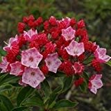 Pink Laurel Flower seeds for Planting - Premium Quality, Heirloom & GMO Free Seeds for Home Garden
 
 Sale for planting in home garden.