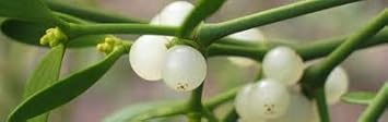 White Mistletoe Flower seeds for Planting - Low Maintenance, Heirloom & GMO Free Seeds for Home Garden
 
 Sale seeds for home garden